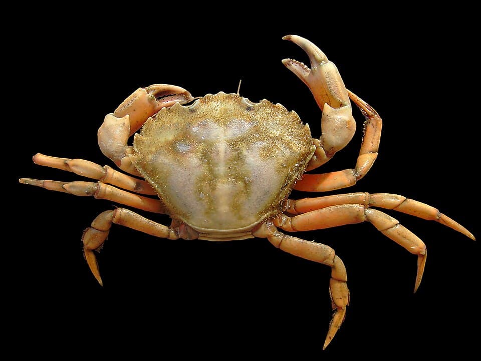 Common shore crab; reference image, not specifically a peeling soft-shell crab