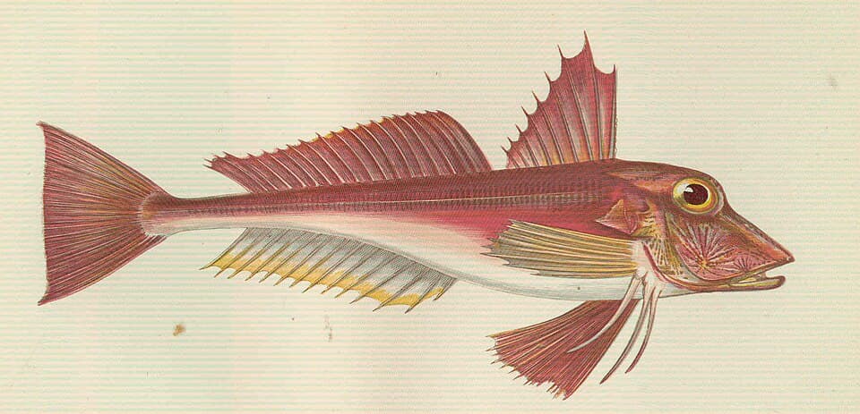 Historical illustration of a tub gurnard, not a photograph