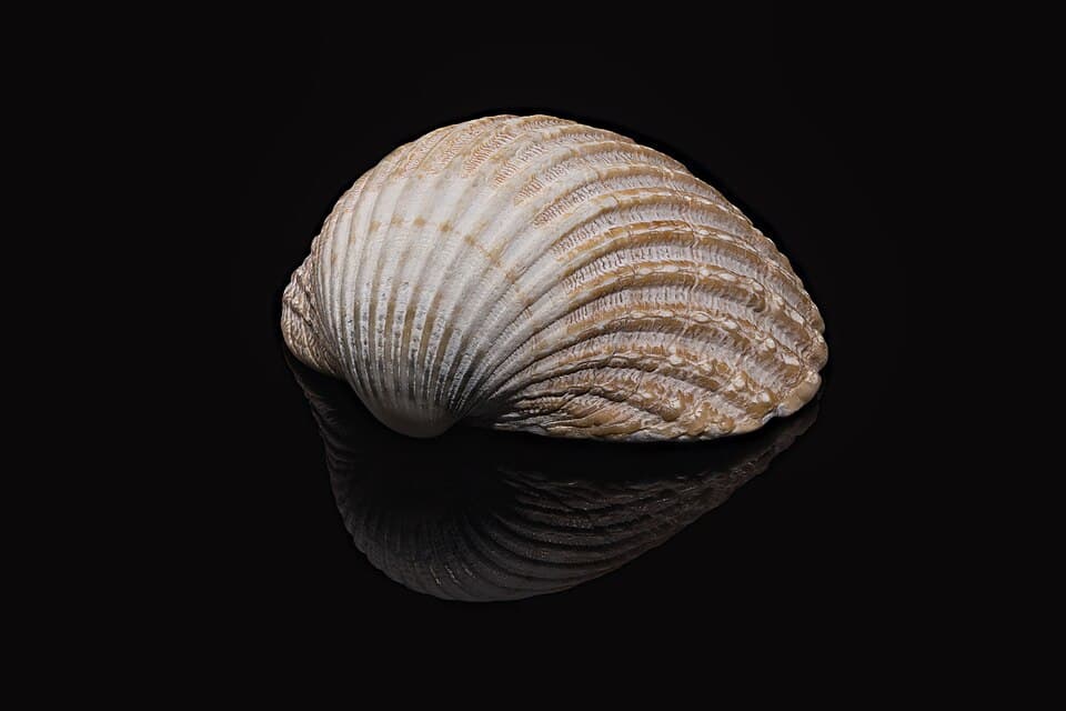 Common cockle in its shell, a reference image for cockle bait