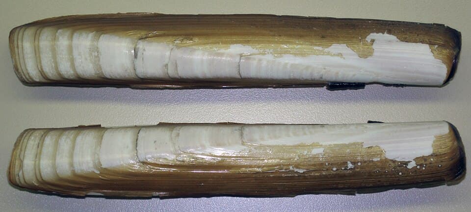 Giant razor clam (Ensis siliqua), shown as a razor-clam bait reference