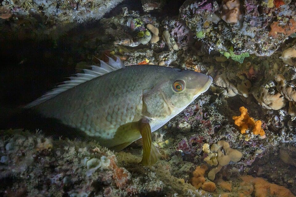 Ballan wrasse (Labrus bergylta), a reference photograph taken in Portugal