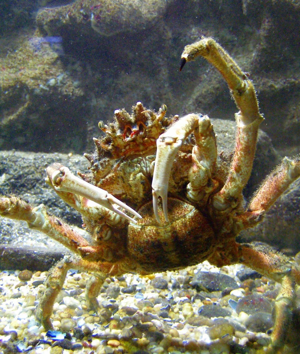 Spiny spider crab (Maja brachydactyla), underside view