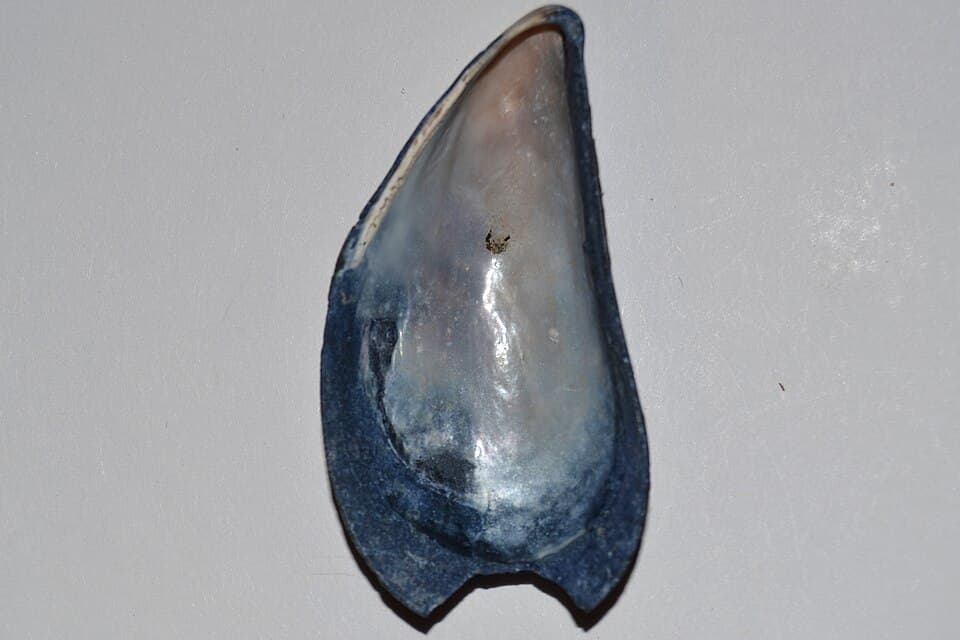 Blue mussels, shown as bait-source reference