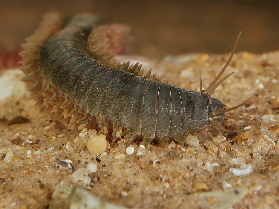 Close-up photograph of a ragworm head