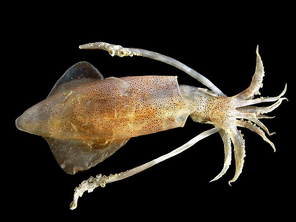 Common squid specimen photographed for species reference