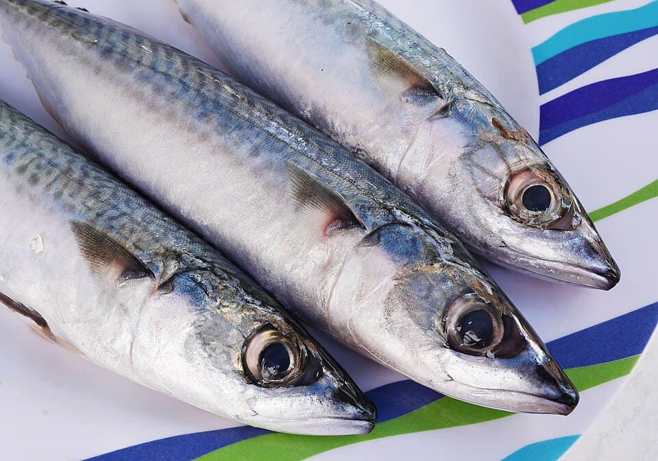 Atlantic mackerel, the source fish for mackerel-strip bait