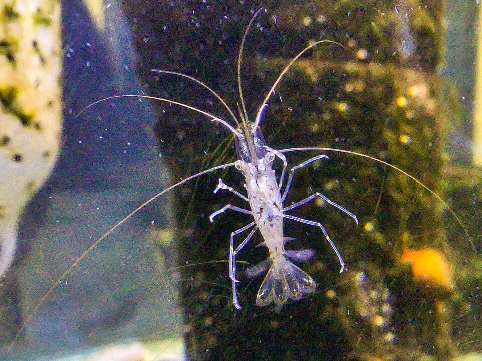 Common prawn, shown as a reference for prawn bait