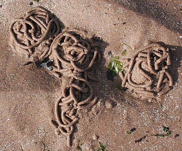Lugworm casts on wet beach sediment, showing habitat rather than the worm itself