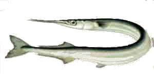 Garfish (Belone belone), shown side-on as a species reference