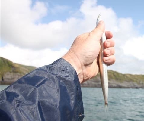 Large sandeel, shown as a reference image for sandeel bait